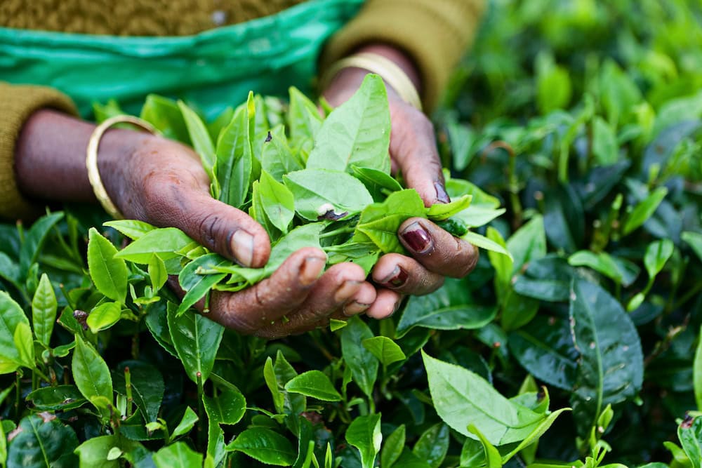 Sri Lanka