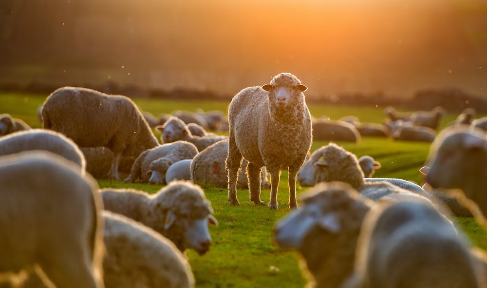 Rural Bank mid-year Australian agriculture outlook