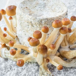 Buy Malabar coast magic mushroom online