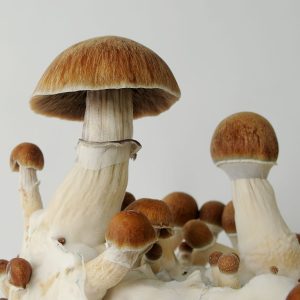 Buy Golden teacher magic mushroom online