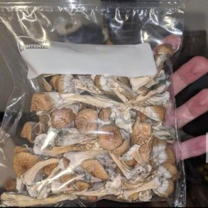 Buy Koh Samvi Mushroom online