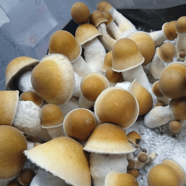 Buy Penis envy mushroom online