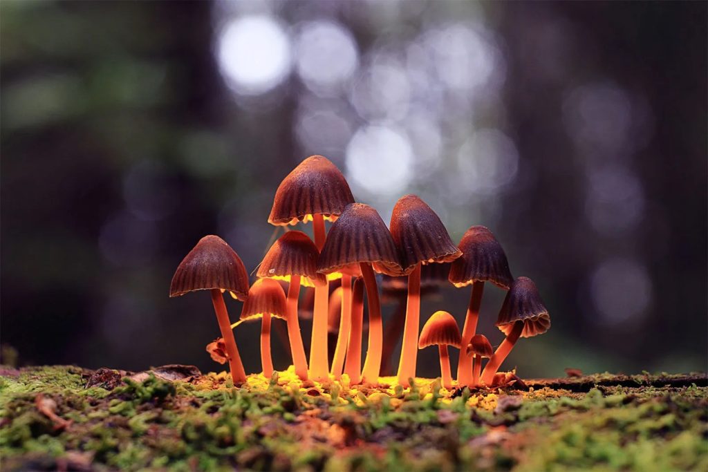 Psilocybin Cubensis Mushroom